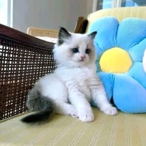 Buy Male Ragdoll Cat