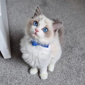 Buy Female Ragdoll Kitten - SKY