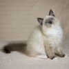 Female Ragdoll kitten for sale