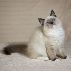 Female Ragdoll kitten for sale
