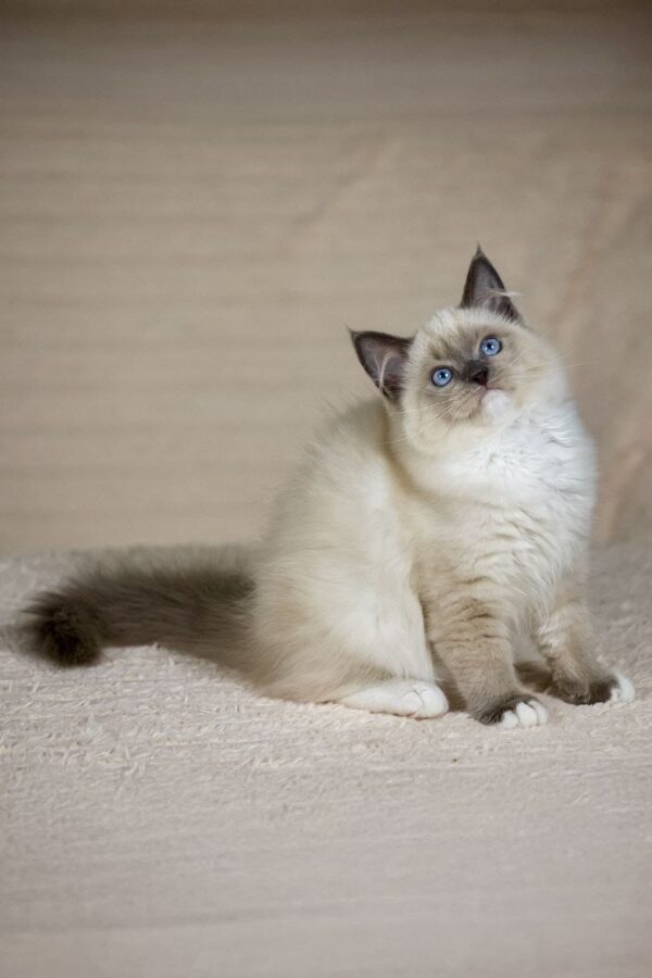 Female Ragdoll kitten for sale