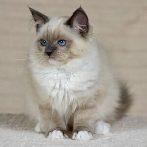 Female Ragdoll kitten for sale