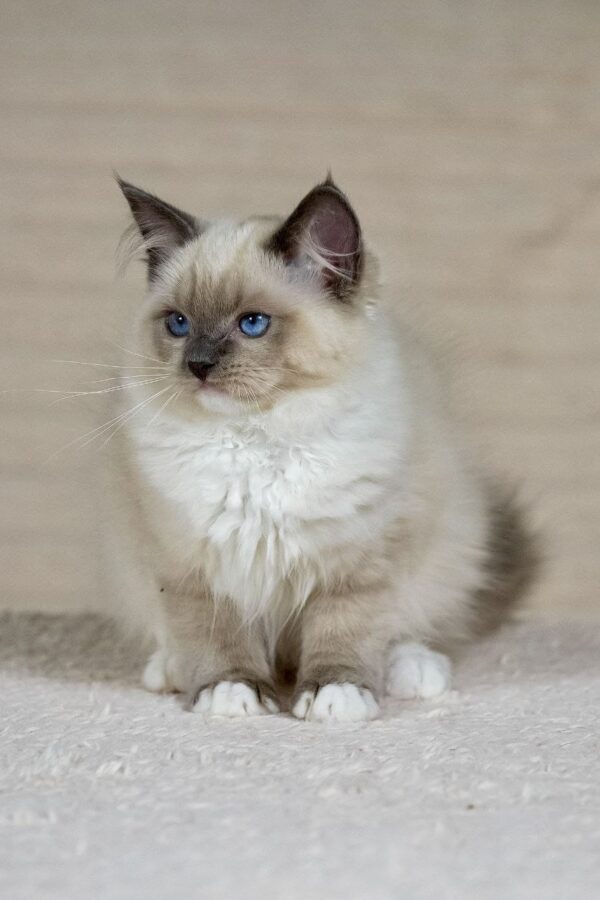 Female Ragdoll kitten for sale