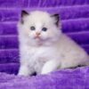 Buy Male Ragdoll Kitten