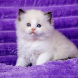 Buy Male Ragdoll Kitten