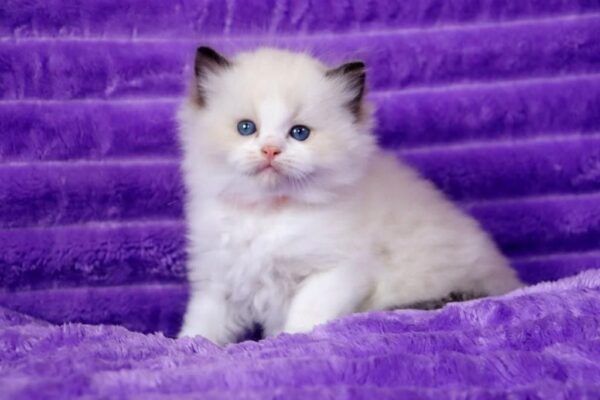 Buy Male Ragdoll Kitten