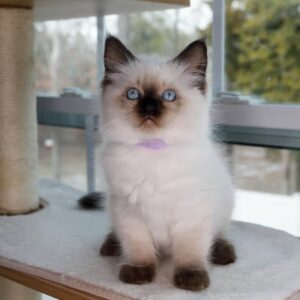 Buy male Ragdoll Kitten