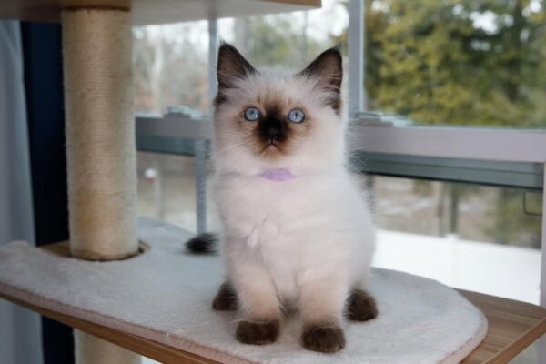 Buy male Ragdoll Kitten