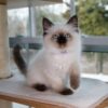 Buy male Ragdoll Kitten