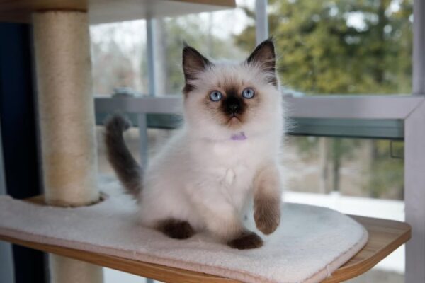 Buy male Ragdoll Kitten