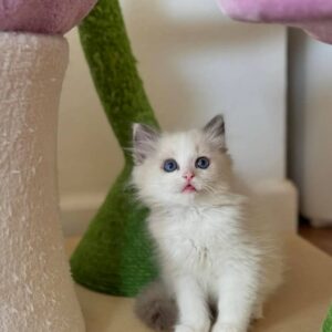 Female Ragdoll Cat