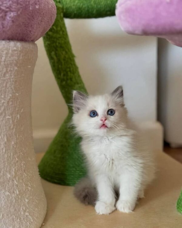 Female Ragdoll Cat