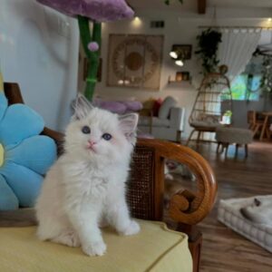 Female Ragdoll Cat