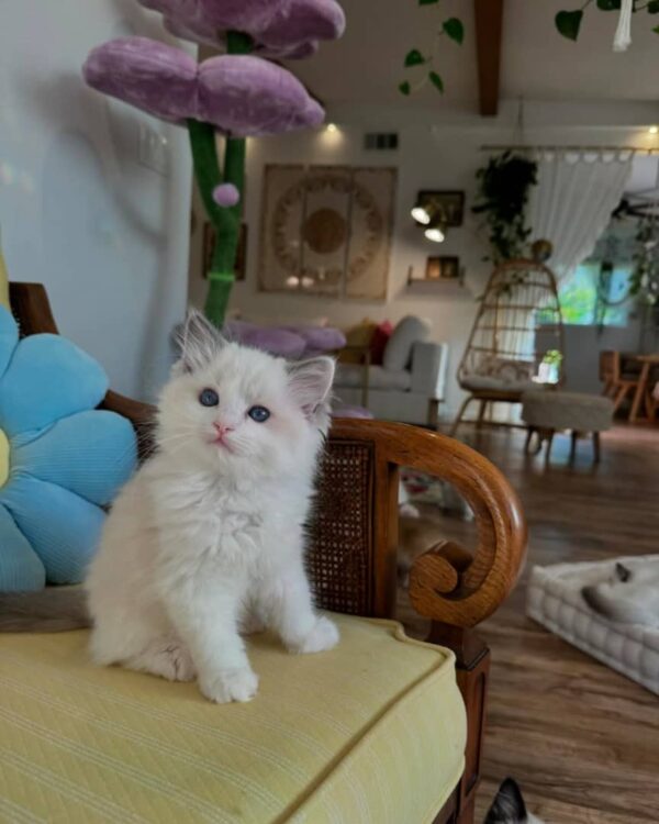 Female Ragdoll Cat
