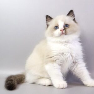 Female Ragdoll Cat