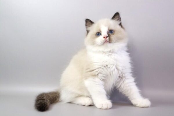 Female Ragdoll Cat