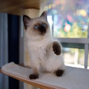 Female Ragdoll kitten for sale