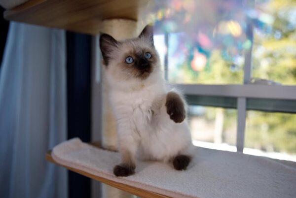 Female Ragdoll kitten for sale