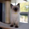 Female Ragdoll kitten for sale