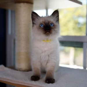 Female Ragdoll kitten for sale