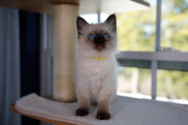 Female Ragdoll kitten for sale
