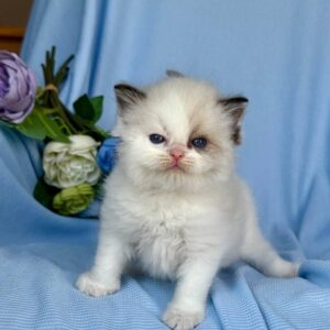 Female Ragdoll Kitten for Sale