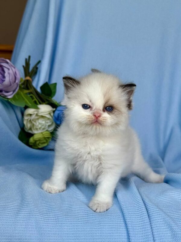 Female Ragdoll Kitten for Sale