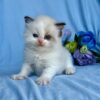 Female Ragdoll Kitten for Sale