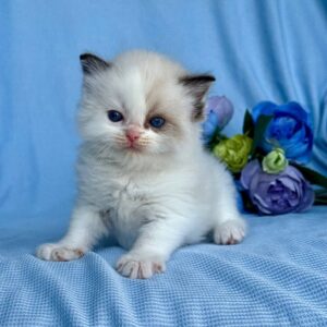 Female Ragdoll Kitten for Sale