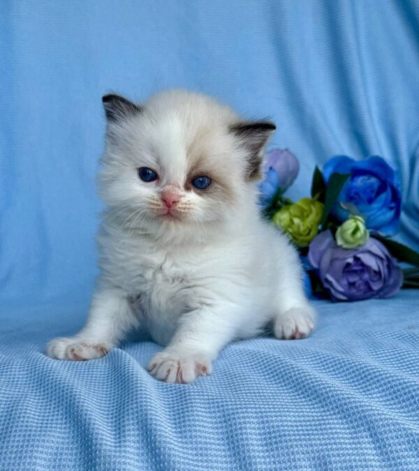 Female Ragdoll Kitten for Sale