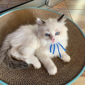 Buy Male Ragdoll Kitten