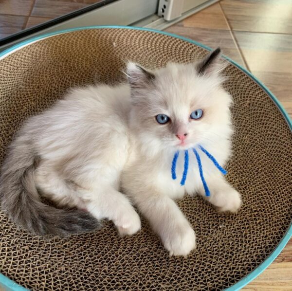 Buy Male Ragdoll Kitten