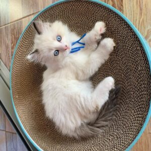 Buy Male Ragdoll Kitten