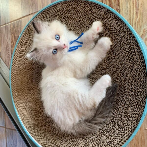 Buy Male Ragdoll Kitten