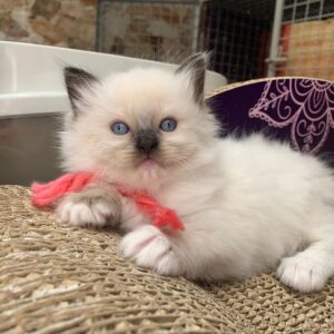 Male Ragdoll kitten for sale