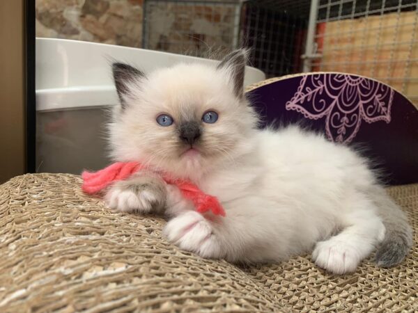 Male Ragdoll kitten for sale
