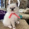 Male Ragdoll kitten for sale