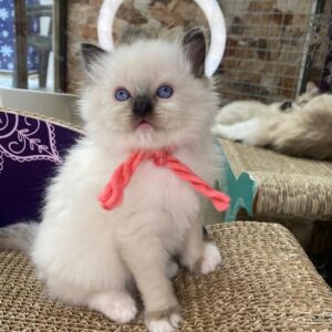 Male Ragdoll kitten for sale