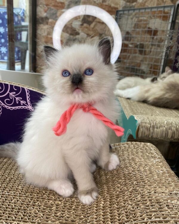 Male Ragdoll kitten for sale