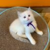 purebred female Ragdoll kitten
