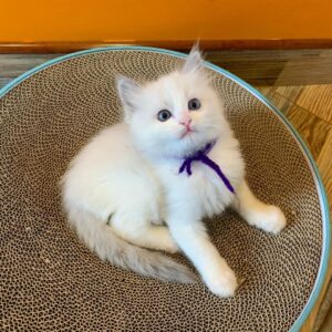purebred female Ragdoll kitten