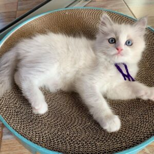 purebred female Ragdoll kitten
