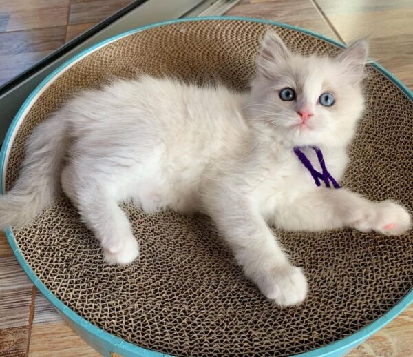 purebred female Ragdoll kitten