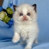 Buy Female Ragdoll Kitten