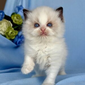 Buy Female Ragdoll Kitten