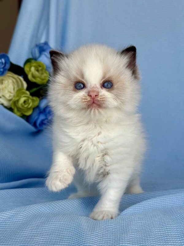 Buy Female Ragdoll Kitten