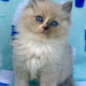 Buy Male Ragdoll Cat
