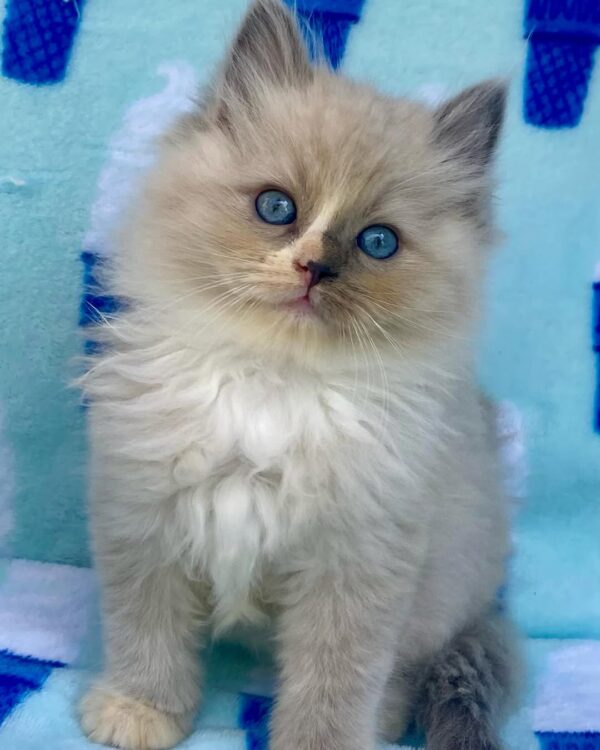 Buy Male Ragdoll Cat