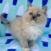 Buy Male Ragdoll Cat