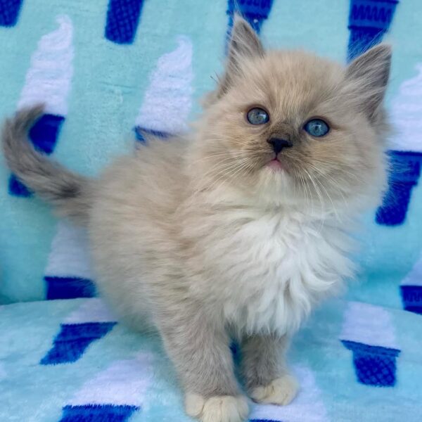Buy Male Ragdoll Cat